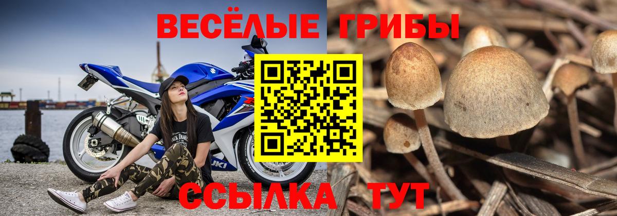 Галлюциногенные грибы Psilocybine cubensis Зеленодольск